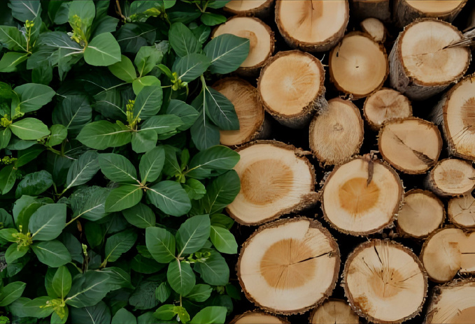 Newsletter 12/2025: Important news regarding CBAM and EUDR regulations